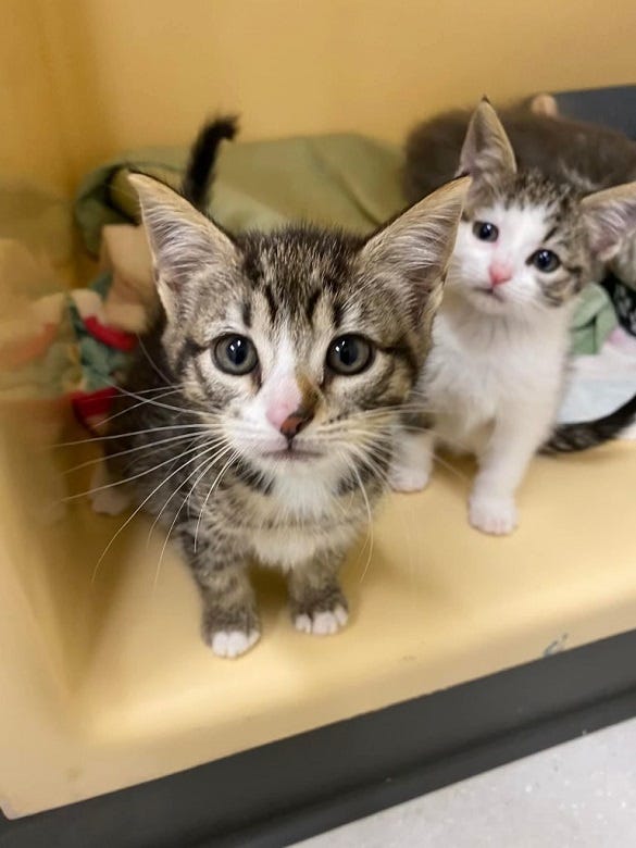 kitten