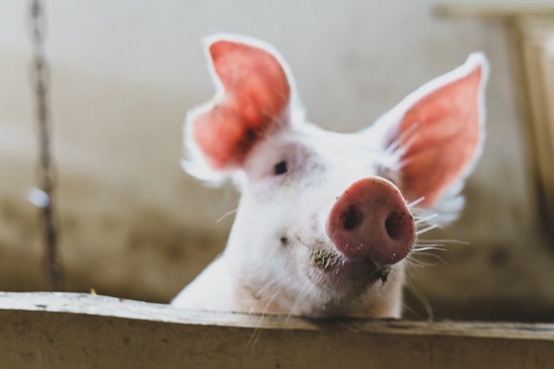 Pig
