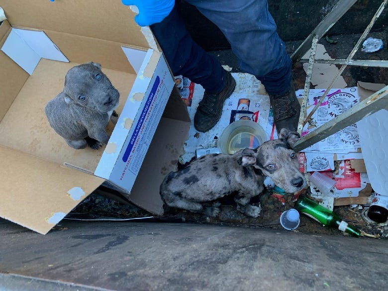 Pittie puppies found in a dumpster