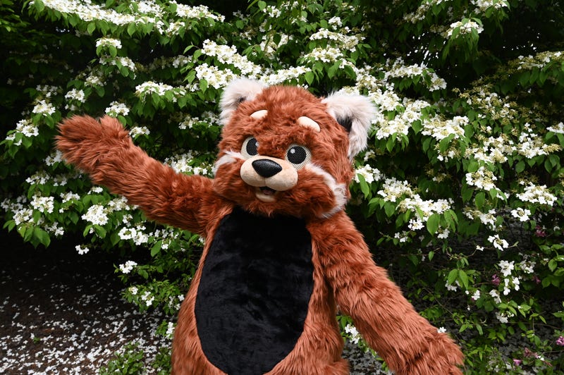 Pittsburgh Zoo & Aquarium new red panda mascot