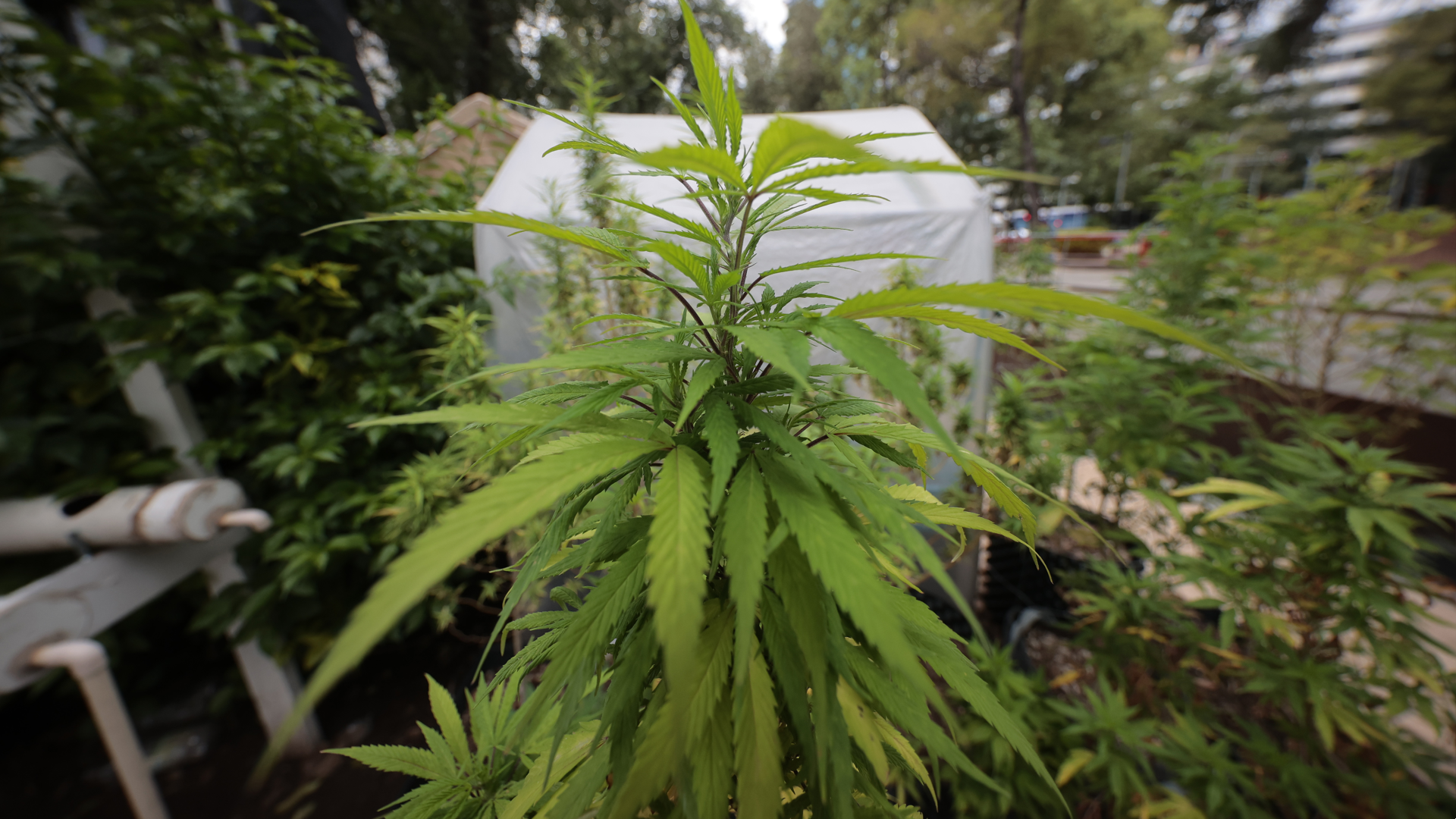VA Portland Health, Oregon Health & Science launch medical marijuana research website