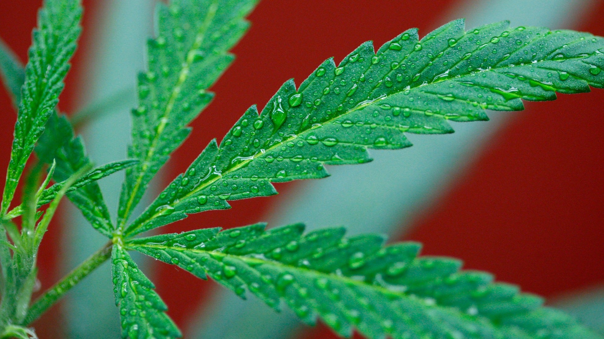 Bill reintroduced in Senate to allow VA to research medical marijuana