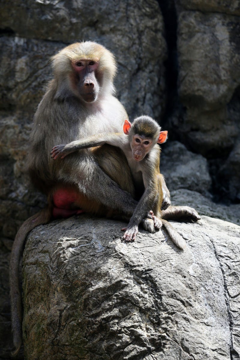Infant Hamadryas baboon at Prospect Park Zoo.