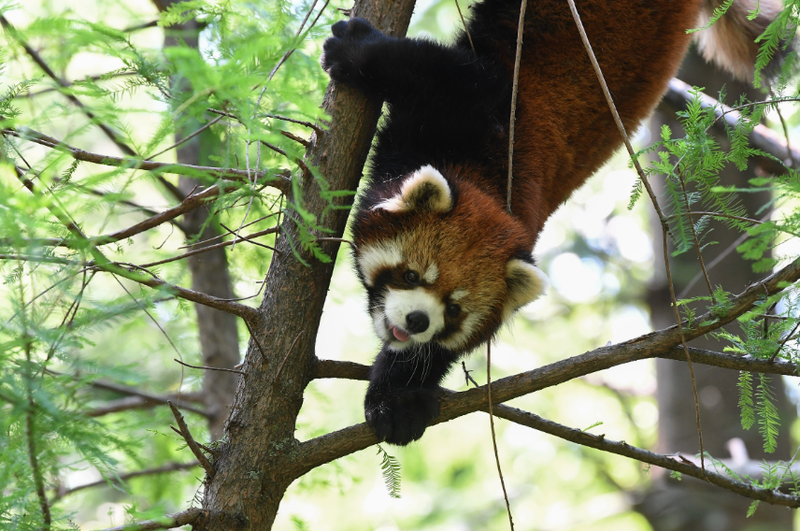 Red panda at the Prospect Park Zoo.