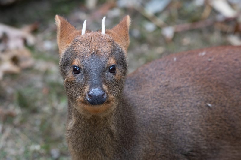 Southern pudu at the Prospect Park Zoo.