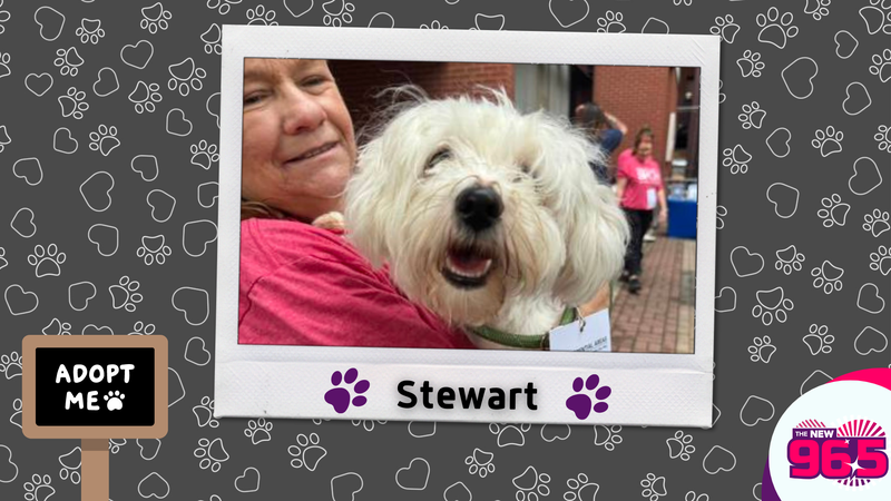Meet Stewart, Bennett's PSPCA Pet of the Week