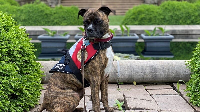 These pups prove heroes can come with four paws and a tail, too