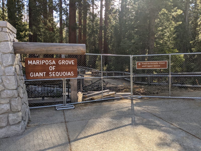 Hikers aren't able to access the first group of giant sequoias on a trail.