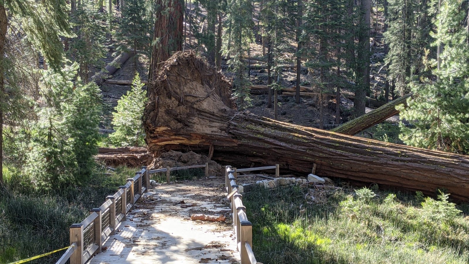 Stunning images show widespread damage in Yosemite's Mariposa Grove of giant sequoias