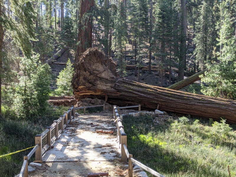A downed giant sequoia in Yosemite National Park's Mariposa Grove, one of 15 toppled in a January wind event.