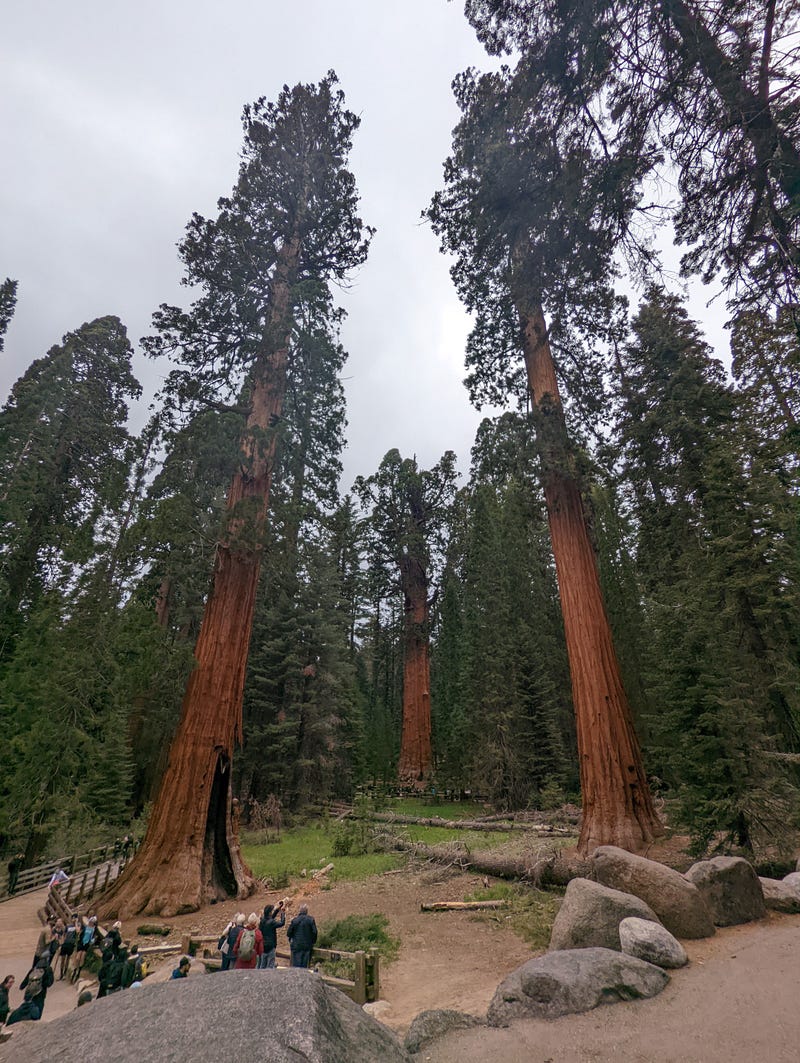 The General Sherman Tree (center), flanked by other giant sequoias and tourists in Sequoia National Park's Giant Forest on May 28, 2022.