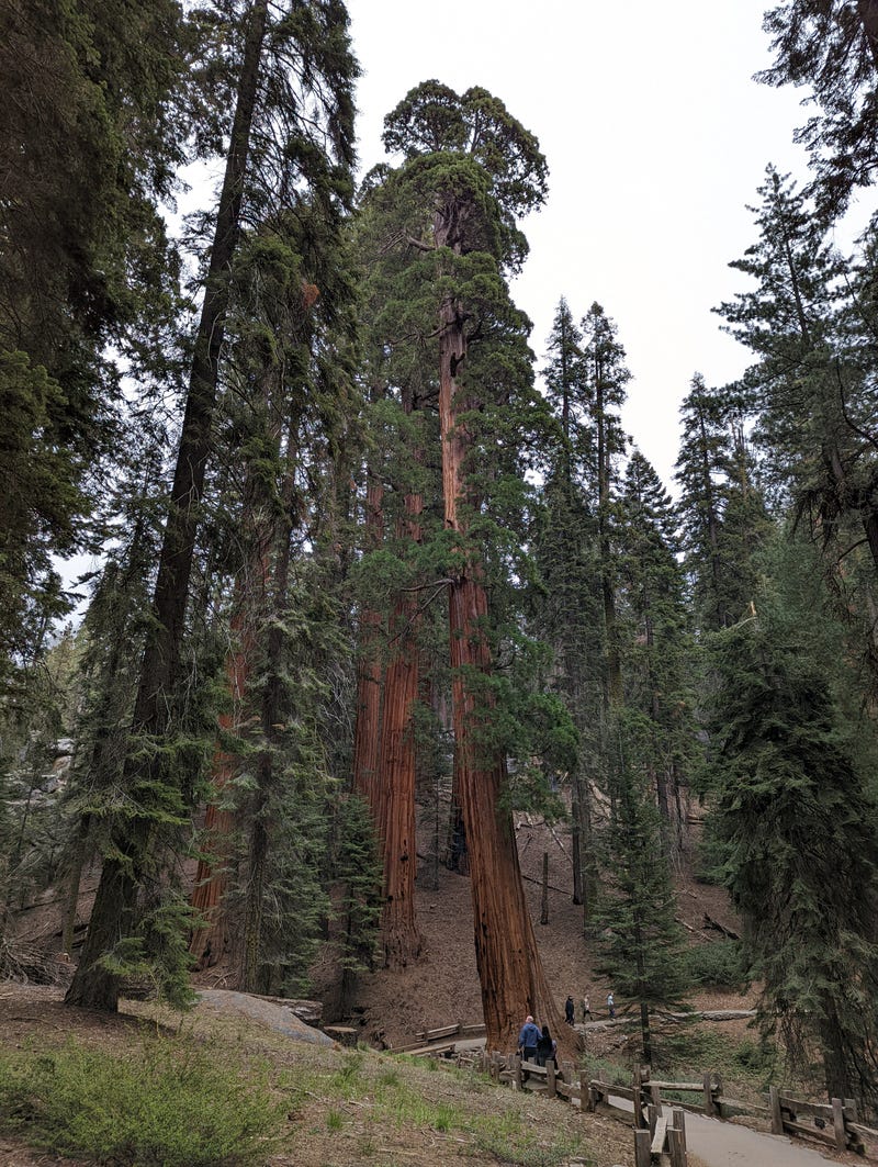 Giant sequoia trees line a hiking trail in Sequoia National Park on May 28, 2022.
