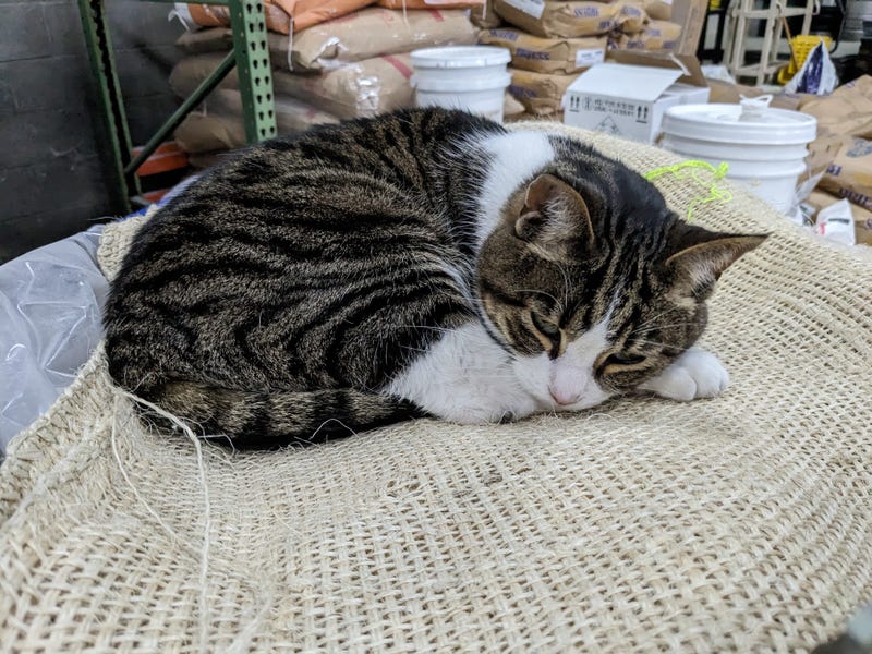 Luther the cat