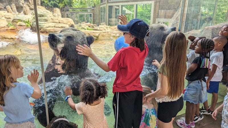 Kids at the St. Louis Zoo looking at a bear.