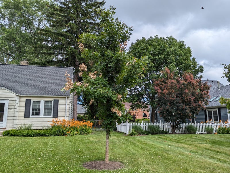 Tree flagging