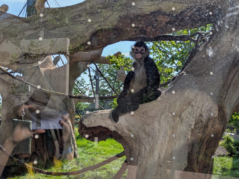 A black-handed spider monkey enjoys the Brookfield Zoo's new habitat