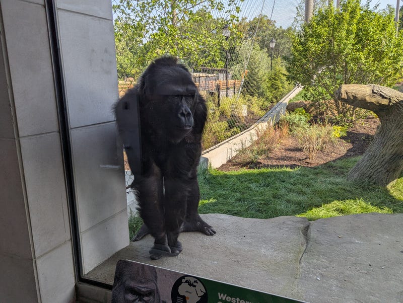 A female gorilla watches visitors to the new exhibit
