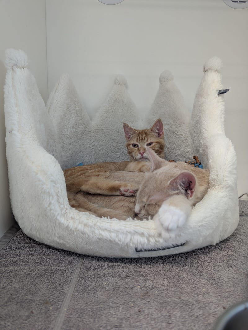 Richmond Animal League