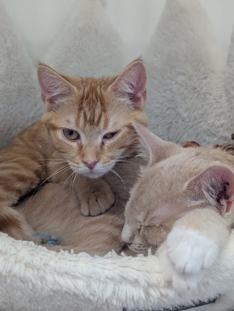 Richmond Animal League