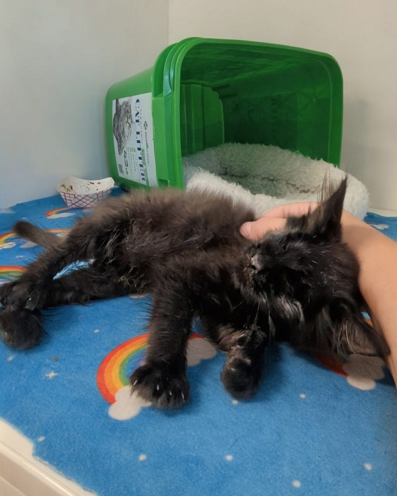Adopt Don't Shop