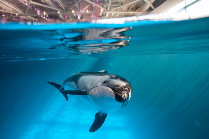 Shedd Aquarium announced Friday a new guided experience, called the Must See Tour, that explores the aquatic animal world alongside an expert that shares the history of the aquarium, insights about the animals, sparks curiosity and more!