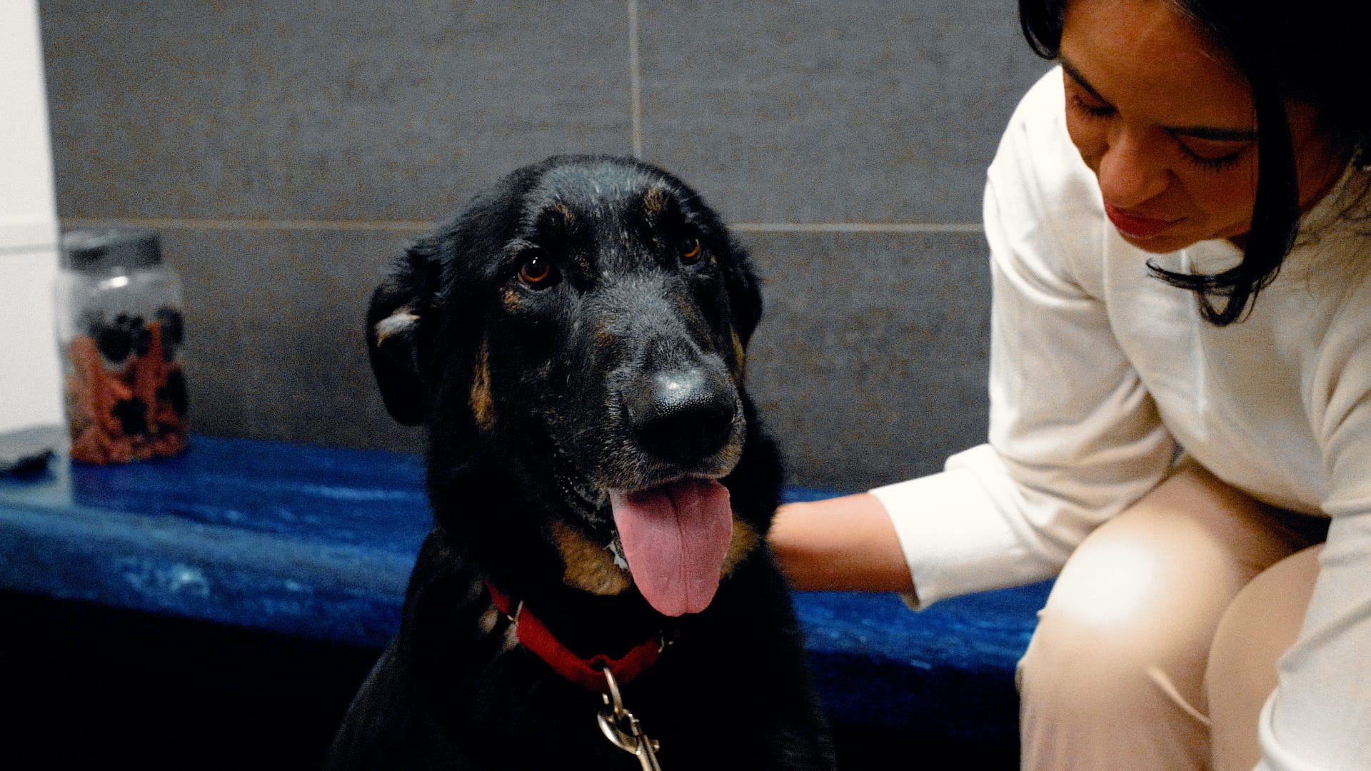 Adoptable Pet Pals: Meet Padfoot!