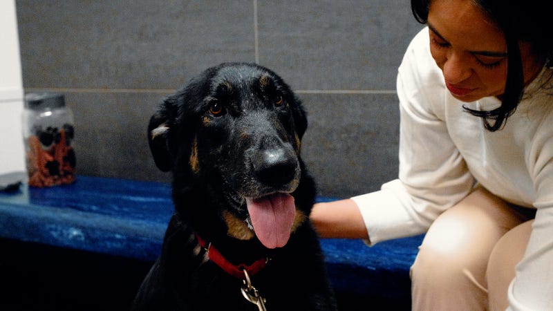 SPCA of Texas