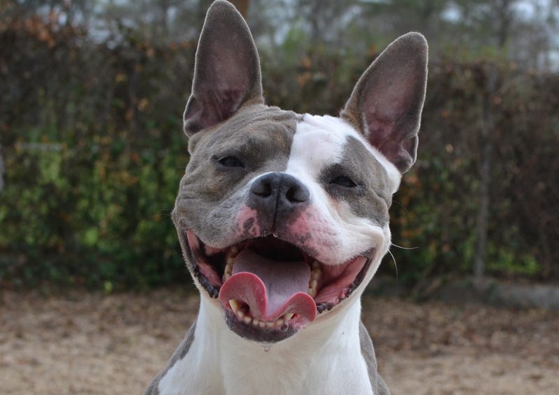 Paige the dog
