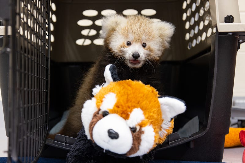 Endangered red panda born at zoo