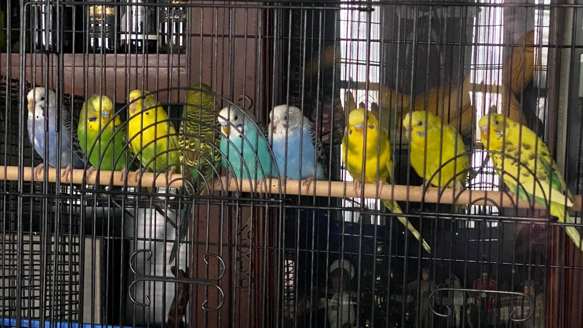 Metro Detroit animal shelter gets 'unexpected Christmas present' – nearly 500 parakeets