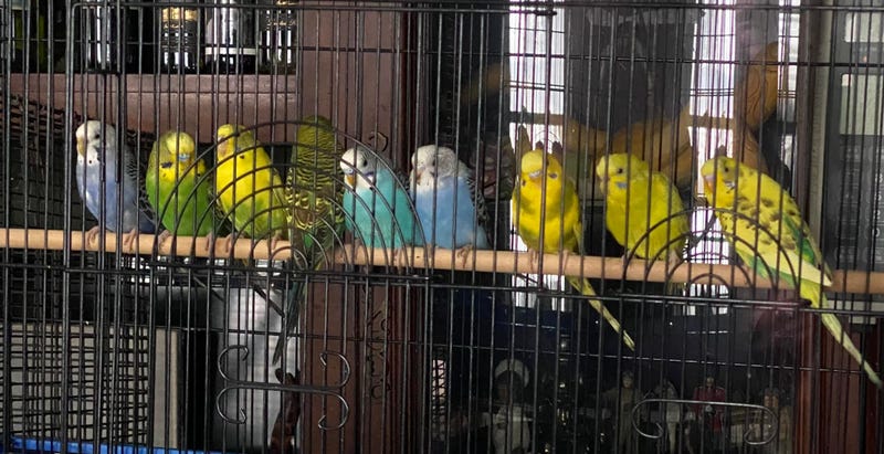 Rescued birds
