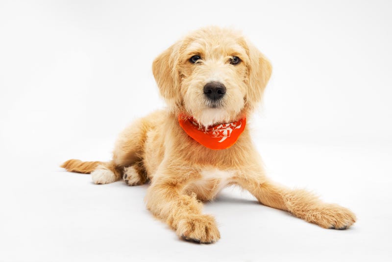 Puppy Bowl 2025