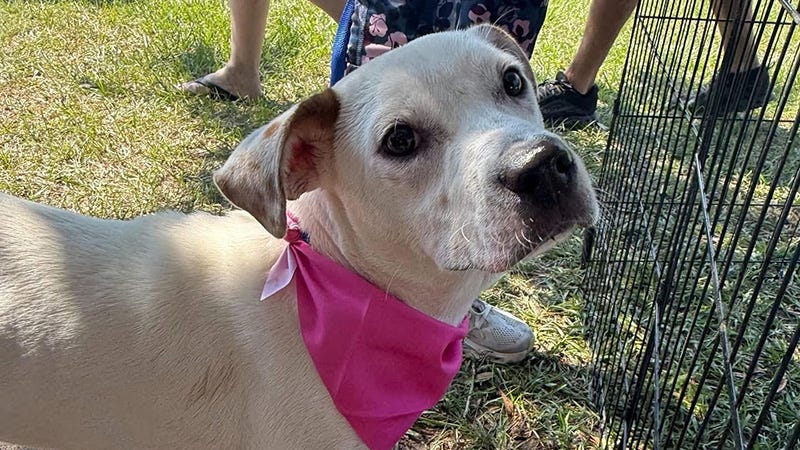 cute tan dog with pink bandana