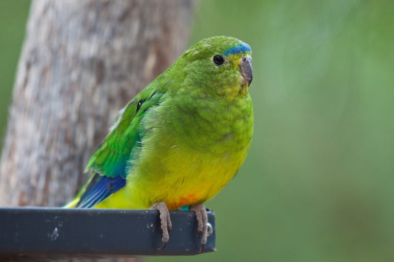 Parrot