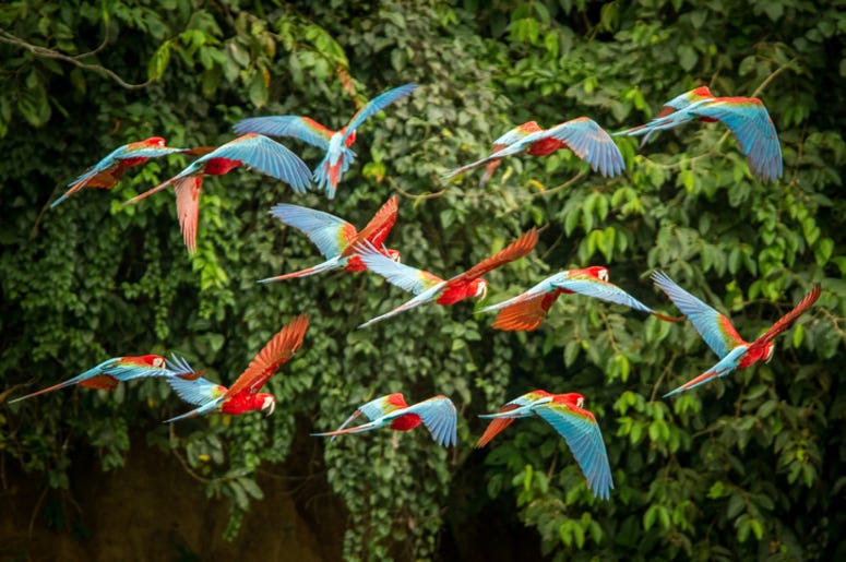 Parrots