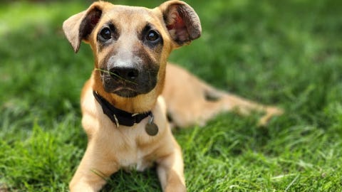 This adorable puppy wants a big dog sibling to look up to