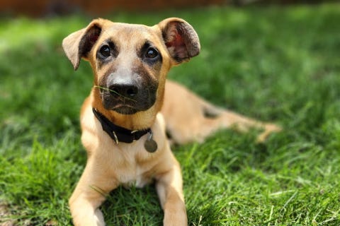 dog adoption