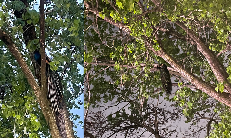 Raul the peacock was perched in a tree Wednesday night after escaping the Bronx Zoo and attacking a man