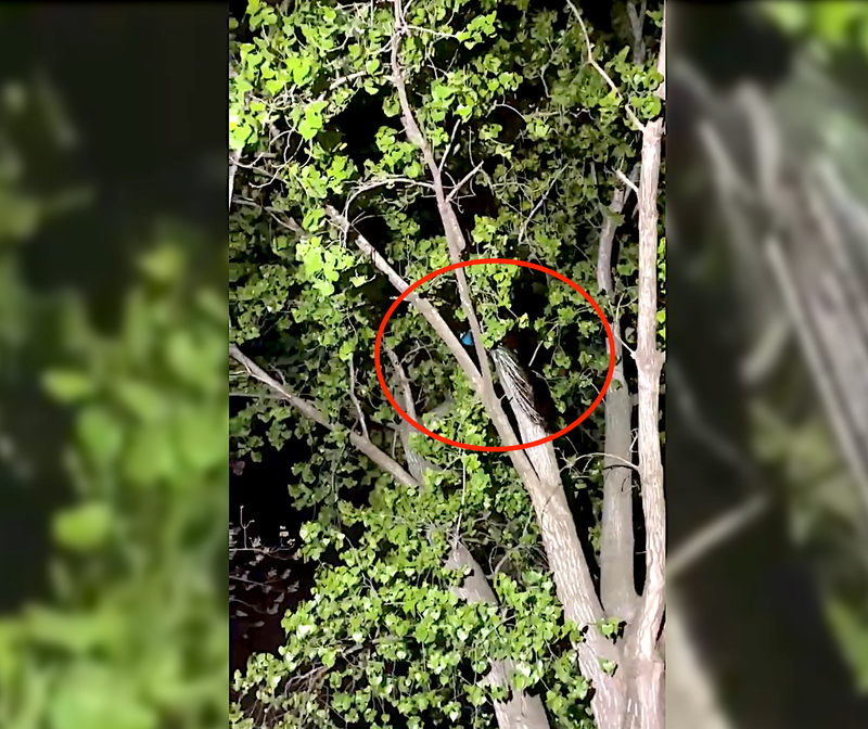 Raul, who's also being called "the beauty," was still in the tree Thursday morning