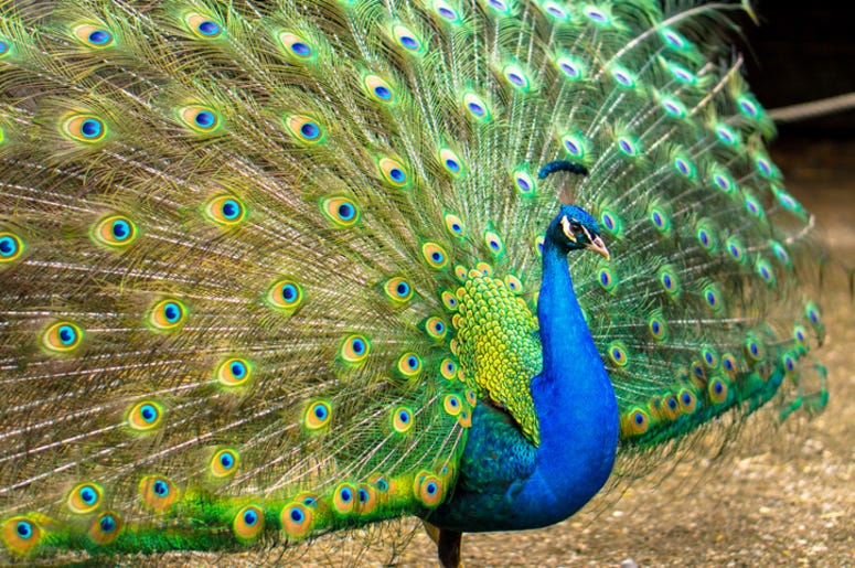 Peacock