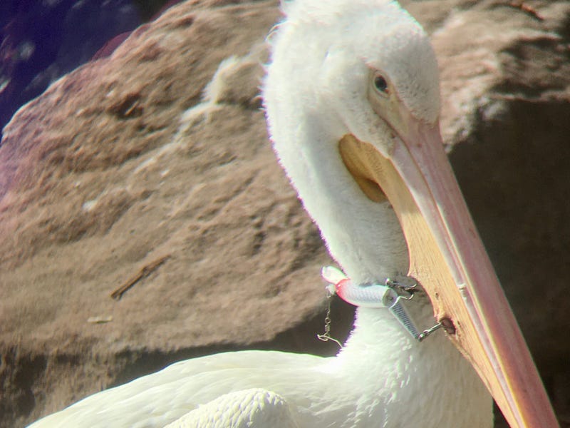 "Merritt," an American White Pelican, seen here with a fishing hook lodged in its neck.