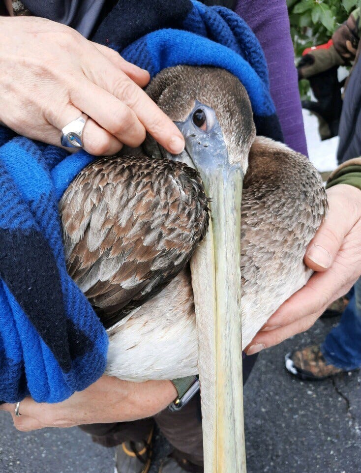 pelican