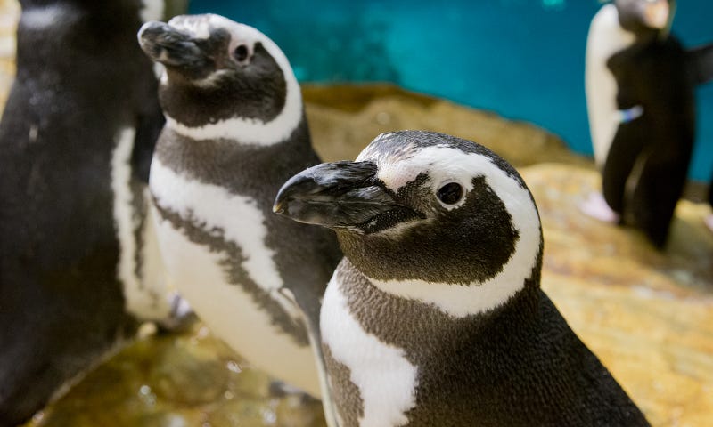 Shedd Aquarium