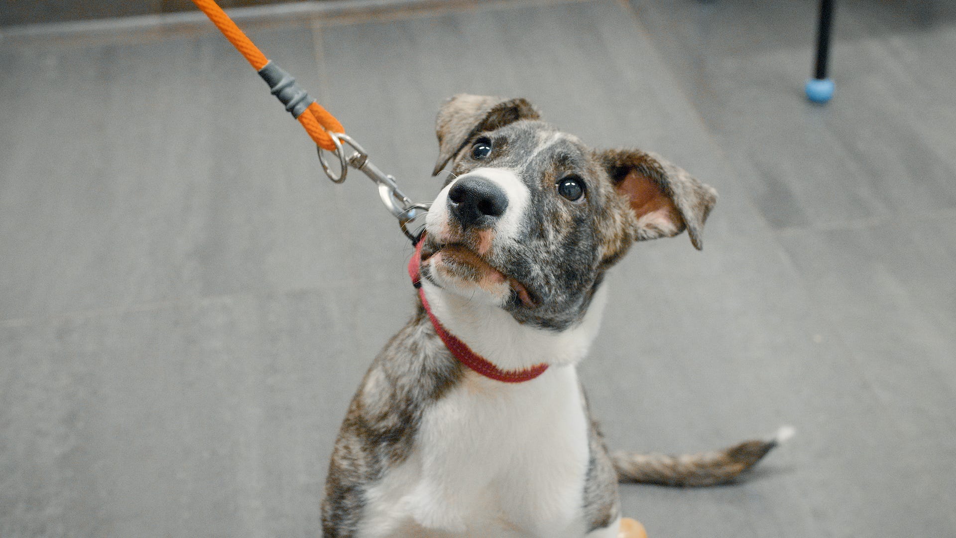 Adoptable Pet Pals: Meet Penny!