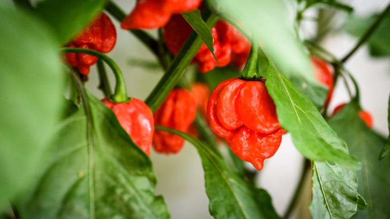 Man breaks world record after eating 3 Carolina Reaper Peppers in 9.73 seconds