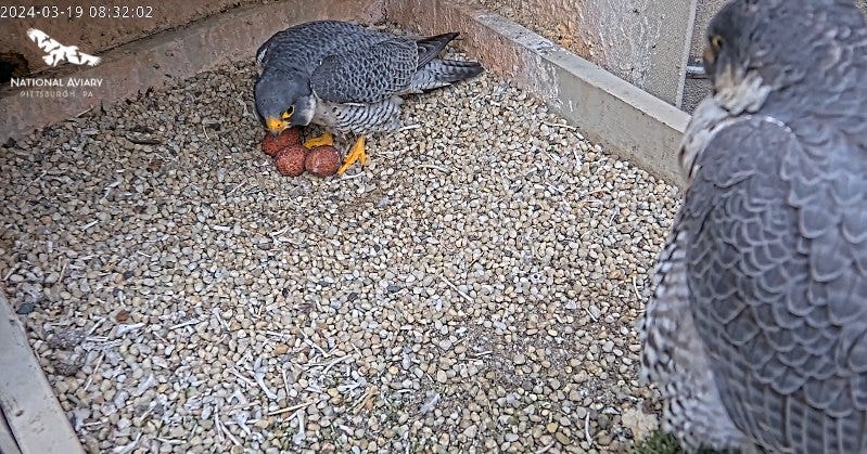 Peregrine Falcon