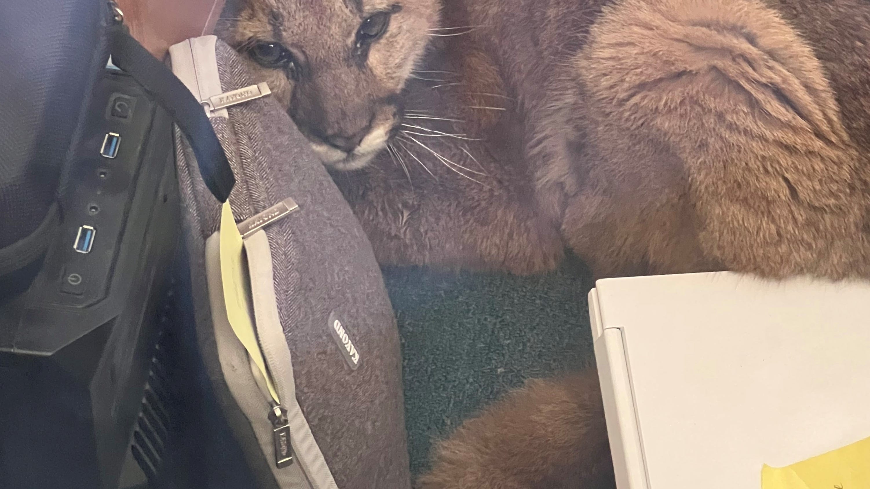PHOTOS: Baby mountain lion hides in Bay Area classroom after wandering school