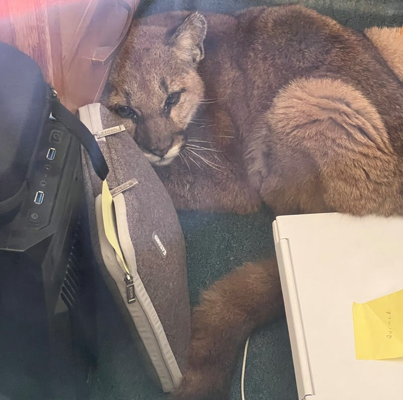 A mountain lion cub rests in an English classroom at Pescadero High School on Wednesday, June 1, 2022.