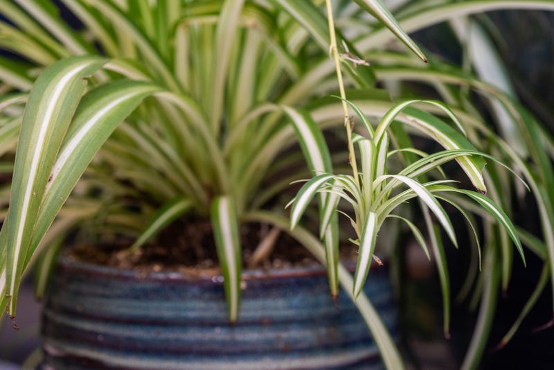 pet friendly plants