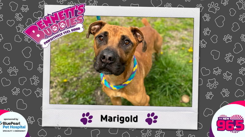 Meet Marigold! Bennett's Buddies at the PSPCA